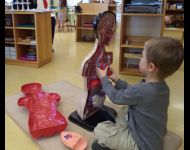 Primary-Human-Anatomy