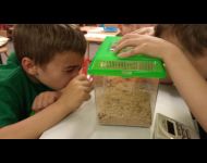 Meal-worm-study-Anthony-and-Jack